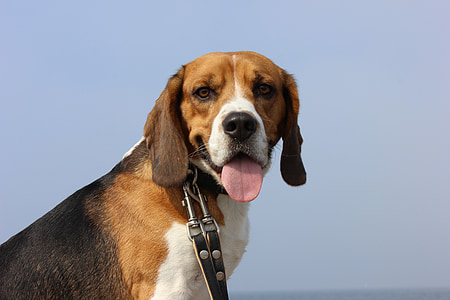 closeup view of adult black, tan, and white beagle thumbnail