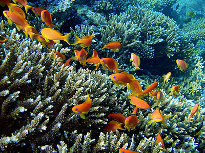 underwater photo of school of fish thumbnail