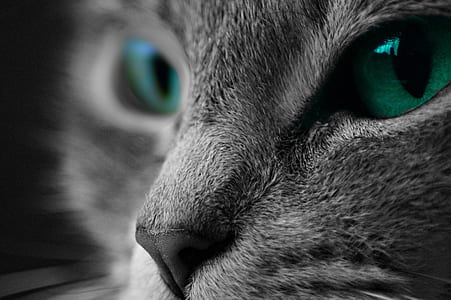 selective color of cat with green eyes thumbnail