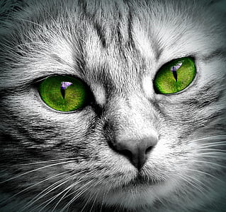 green cat eyes thumbnail