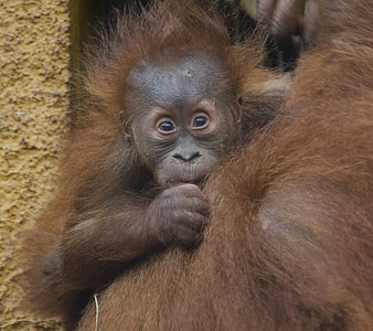 baby orangutan behind adult orangutan thumbnail