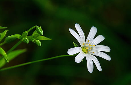 close-up photo of white petaled flower thumbnail
