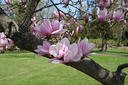 purple petaled flower thumbnail