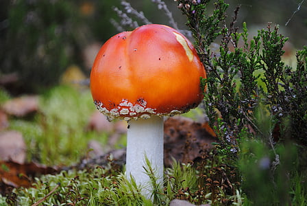 close-up photo of white and orange mushroom thumbnail