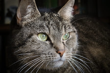 animal, pet, cute, eyes thumbnail