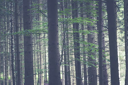 Forest during Daytime thumbnail