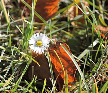 selective focus photography of white chamomile flower thumbnail