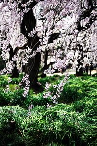 pink Cherry Blossom tree in selective focus photography thumbnail