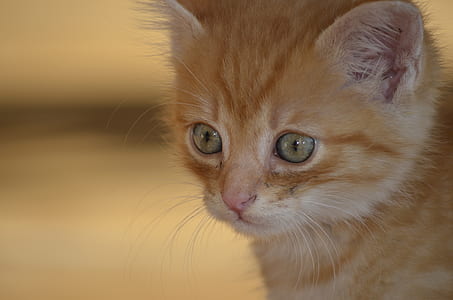 selective focus photography of orange tabby kitten thumbnail