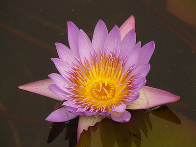 purple lotus flower thumbnail
