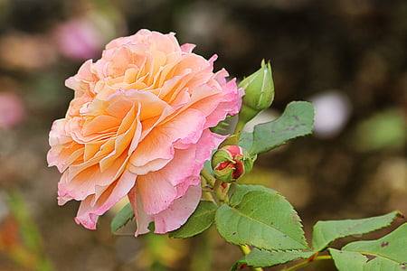 selective focus photography of pink and orange flower in bloom thumbnail