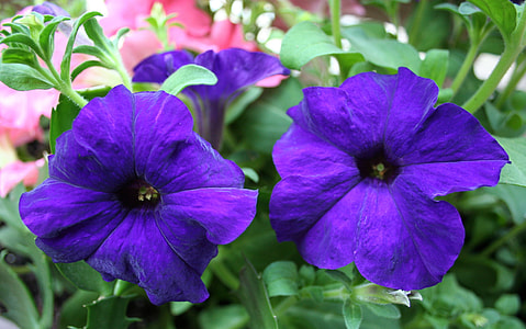 purple flowers thumbnail