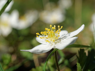 white petaled flower on selective focus photo thumbnail