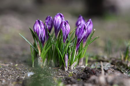 focus photography of purple petaled flowers thumbnail