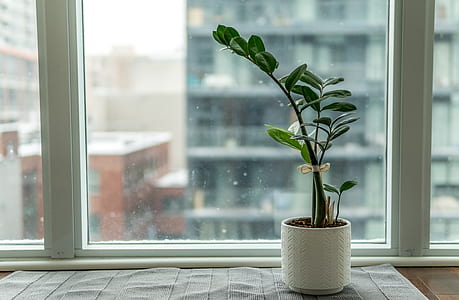 green leaves potted plant near window pane thumbnail