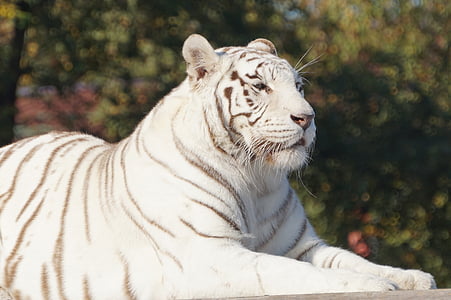 white tiger thumbnail