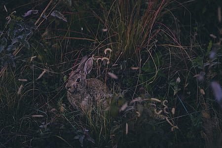photo of grey rabbit surrounded grass thumbnail
