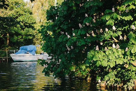 Boat and chestnut thumbnail