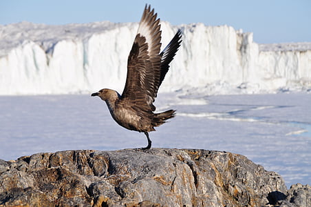 brown bird on sea stack thumbnail