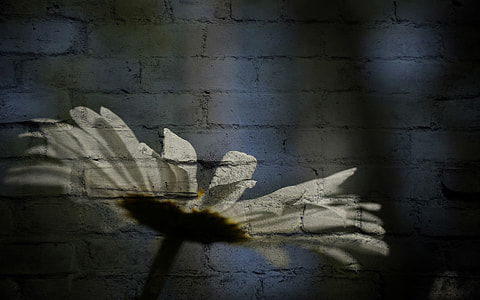 white petaled flower close up photo thumbnail