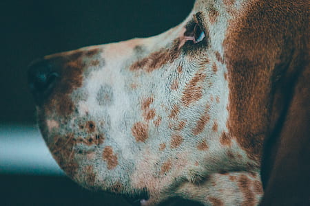 closeup photography of English coonhound thumbnail