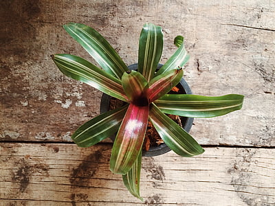 green potted plant thumbnail