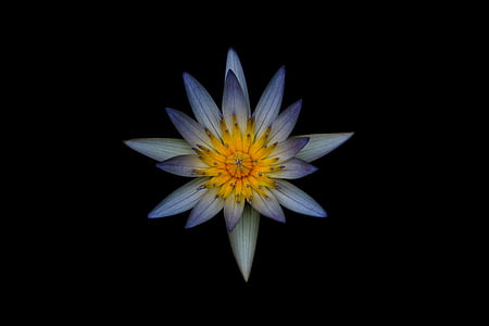 blue and yellow waterlily flower thumbnail