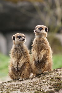 two brown animals on grass thumbnail
