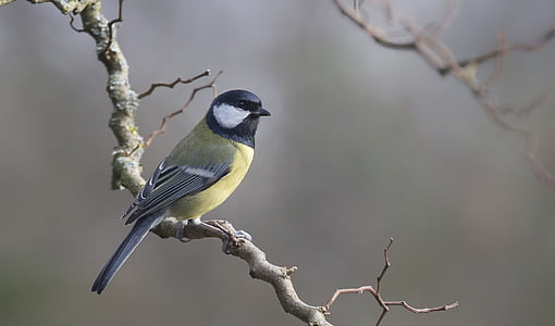 blue tit, tit, birds, bird thumbnail