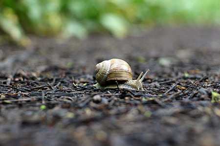 selective focus photography of snail thumbnail