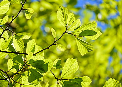 depth of field photography of green leaf plant thumbnail