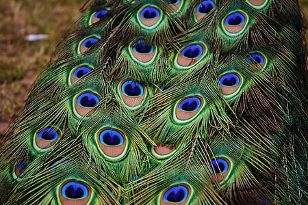 green and blue peacock thumbnail