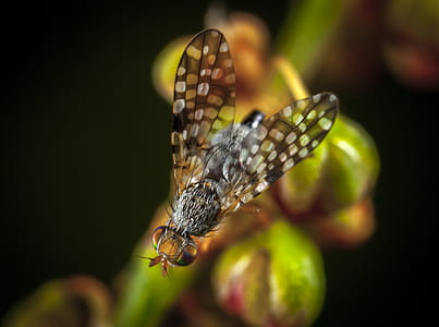 Macro Photography of Fly thumbnail