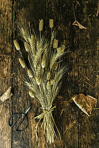 Bundle of Wheat on Brown Wooden Surface Near Scissors thumbnail