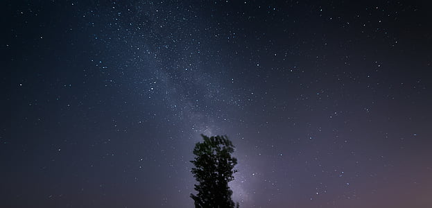 green leaf tree under the sky with stars thumbnail
