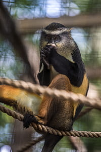 Shallow Focus Photography of Monkey thumbnail