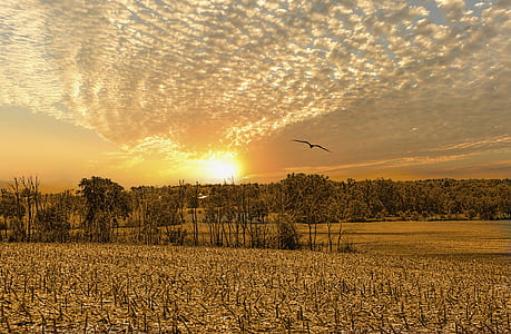 landscape photo of grass field during golden hour thumbnail