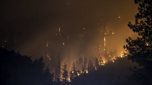 forest burning during night time thumbnail
