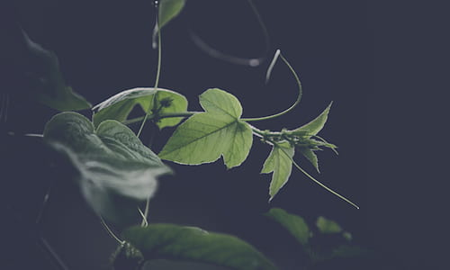 garden, abstract, blur, leaves thumbnail