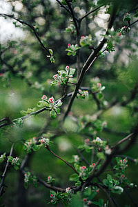 Little flowers on trees thumbnail