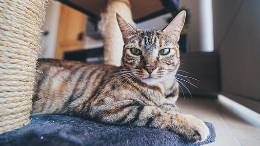 selective focus photography of gray and black tabby cat thumbnail