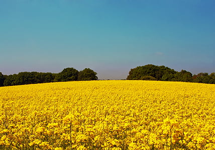 yellow flower field near trees taken during daytime thumbnail