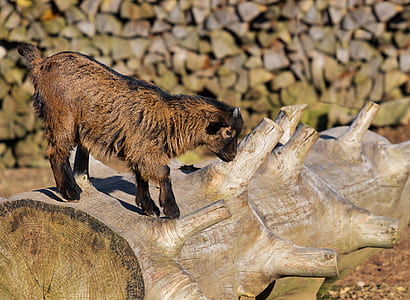 black and brown goat kid on log thumbnail