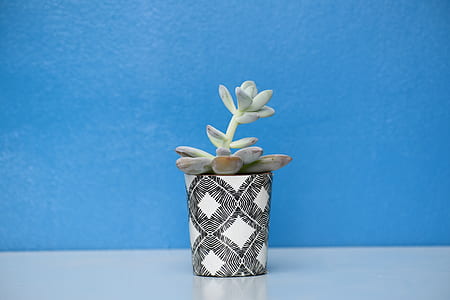green leafed plant in white and black pot thumbnail