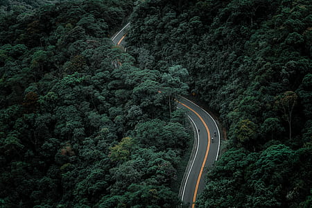 top view of gray road and green trees thumbnail