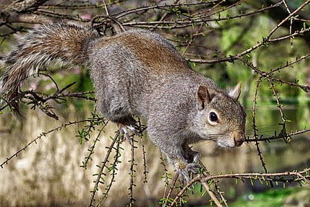 squirrel on tree branch thumbnail