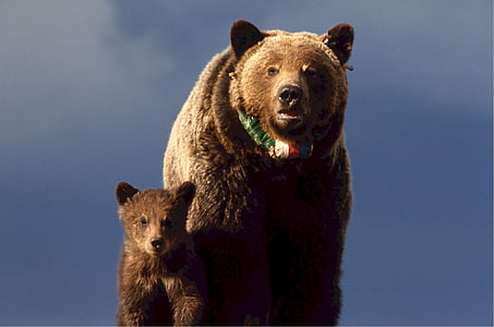 grizzly bear with cub under cloudy blue sky during daytime thumbnail
