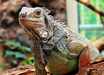 gray and green reptile thumbnail