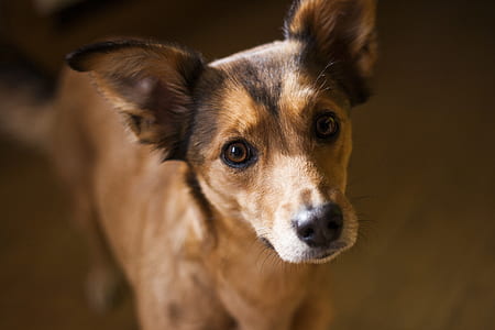 selective focus photography of tan dog thumbnail