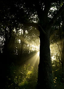 forest, ray of sunshine, sunbeams thumbnail